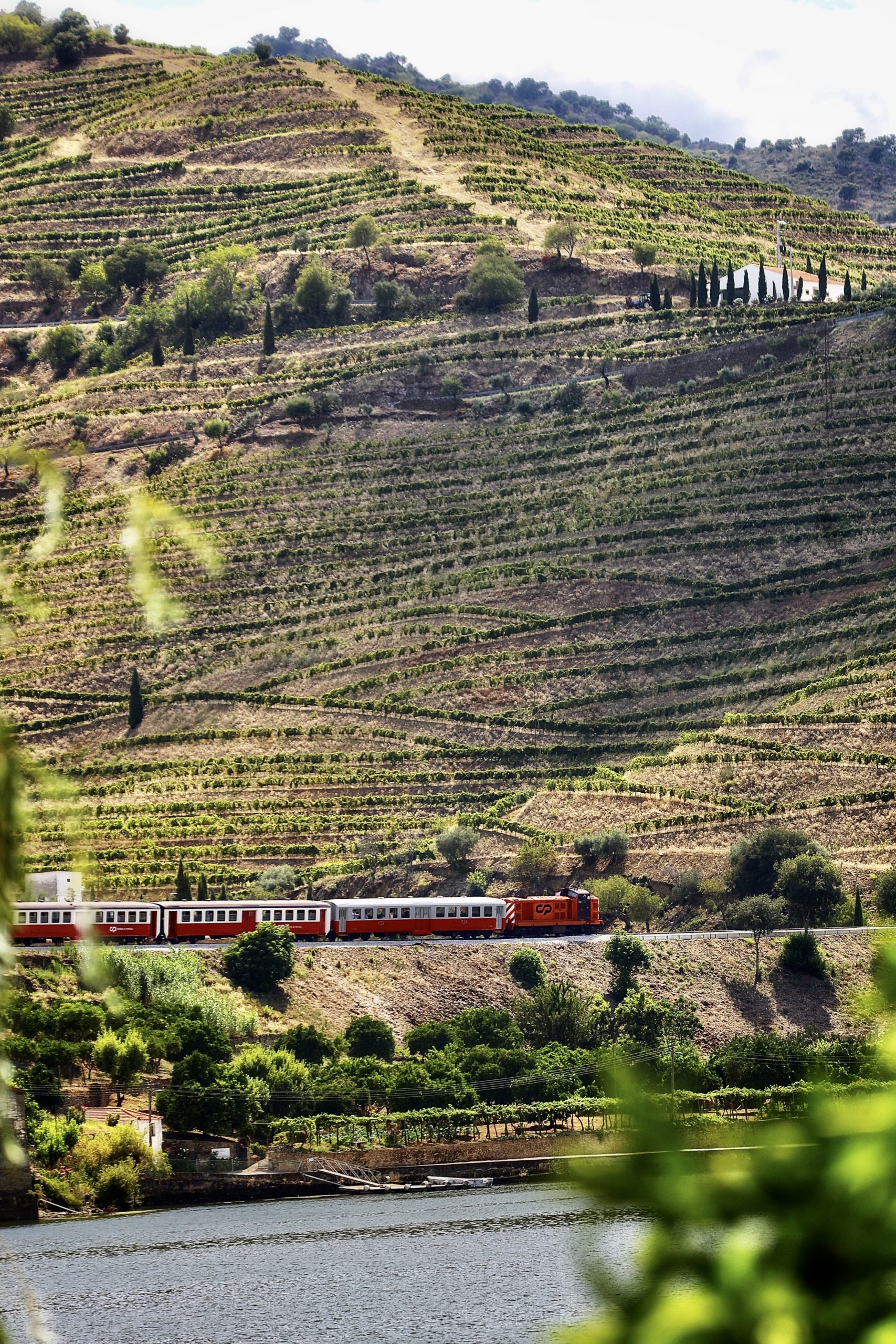 Train du Douro entre entre les vignes